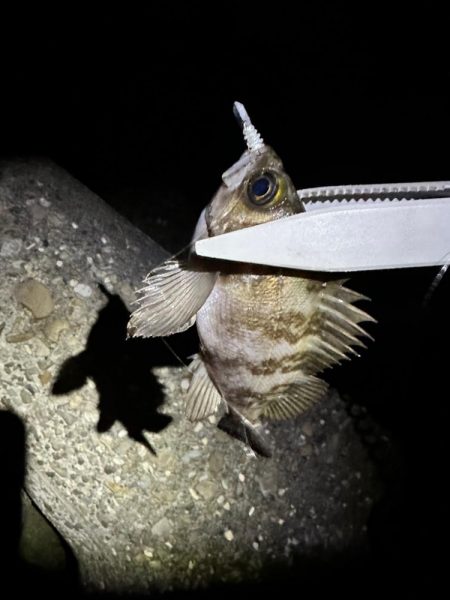 強風の中のメバリング