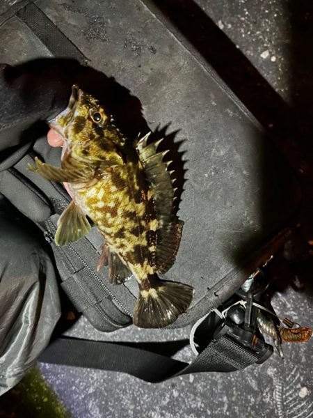 激渋ライトゲーム