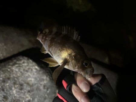 いつもとは違うポイントへ