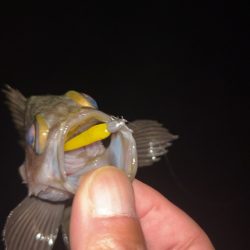 仕事終わりメバリング