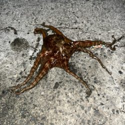 タコ、キロオーバー