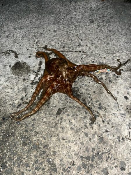 タコ、キロオーバー