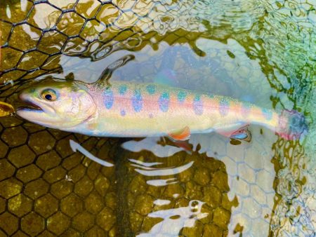 OPEN！リバーランズ山都！