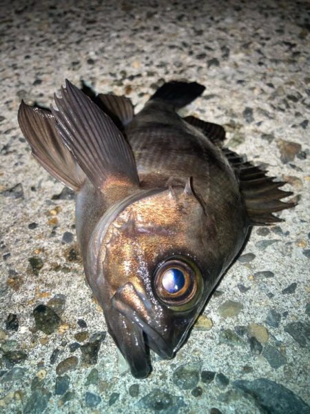 2024ライトゲーム第3戦