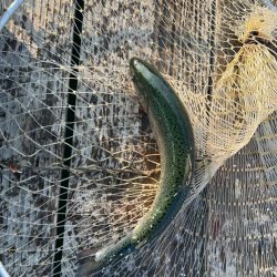 海恵さんにて久しぶり釣り堀