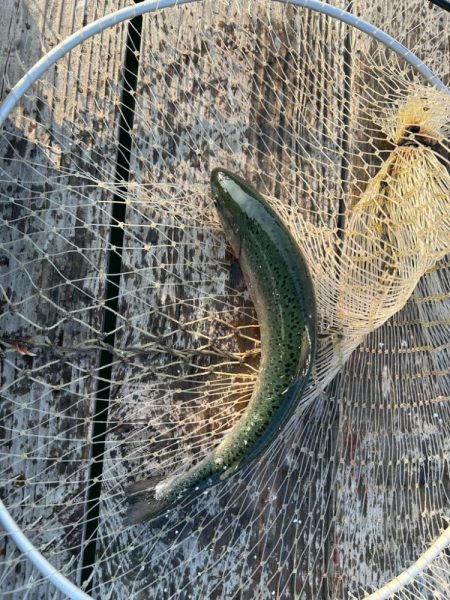 海恵さんにて久しぶり釣り堀