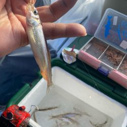 ワカサギ釣り