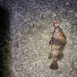 フロート、ライトプラッキング