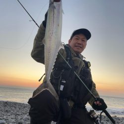 久しぶりのサゴシ