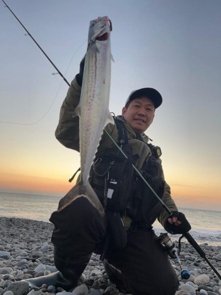 久しぶりのサゴシ