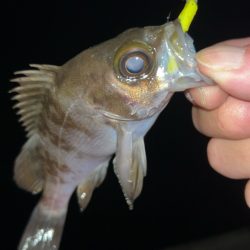 しごおわメバリング