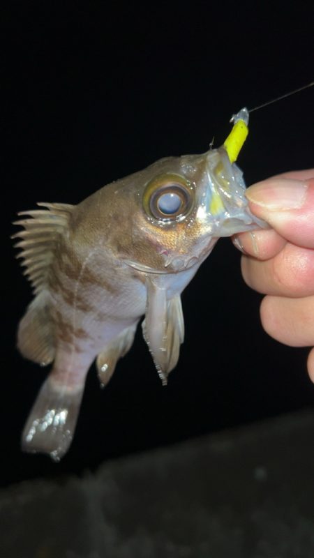 しごおわメバリング