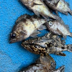 メバリングでおチヌさん