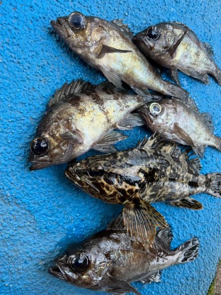 メバリングでおチヌさん