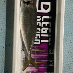 バチコンアジング