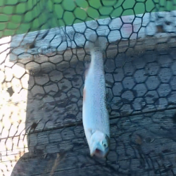 激シブトラウト涙