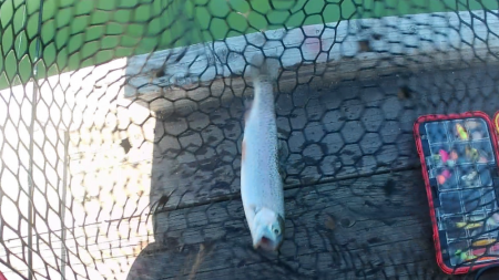 激シブトラウト涙