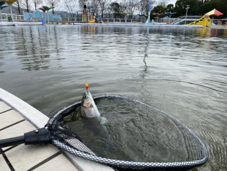平日は釣り人も少ない、かめプー