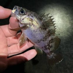 リリースサイズが連発