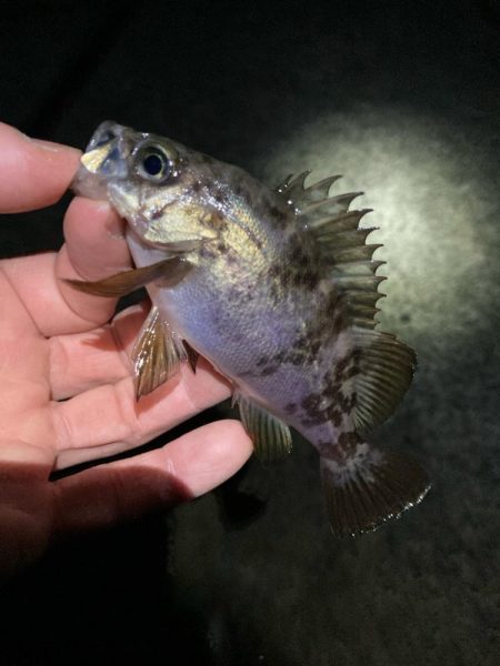 リリースサイズが連発