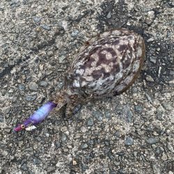 狙い通りに釣れたら嬉しいですね♪