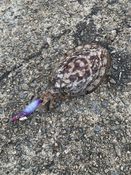 狙い通りに釣れたら嬉しいですね♪