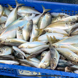 大阪湾沖合でアジ釣り！