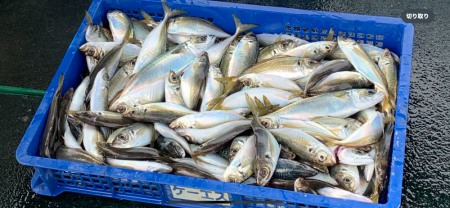 大阪湾沖合でアジ釣り！