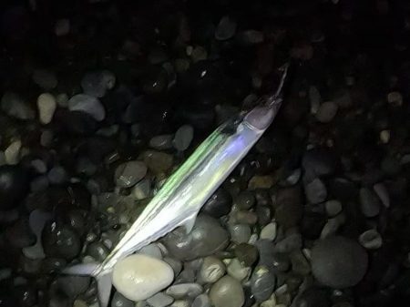 今日もサゴシ！