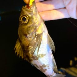 メバルプラッキング〜👍