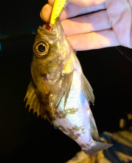 メバルプラッキング〜👍