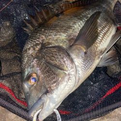 ヘチってきました