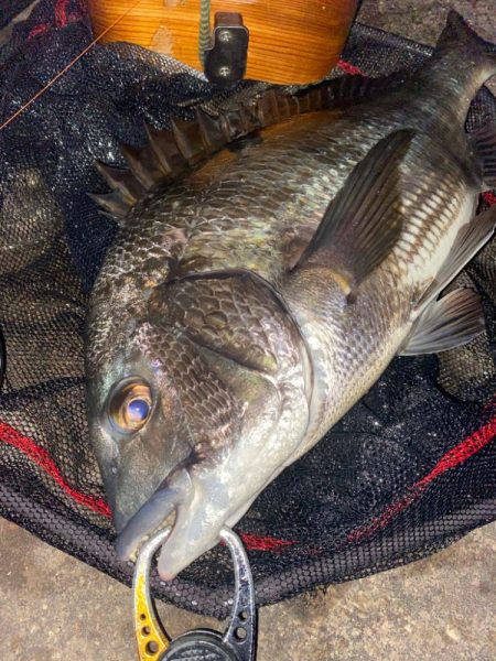 ヘチってきました