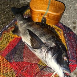 ヘチってきました