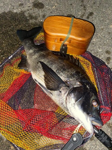 ヘチってきました