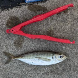 今の時期のおチヌさんは元気がいい！