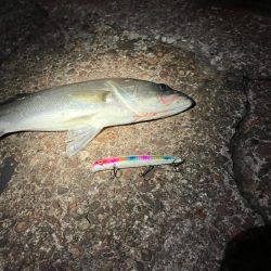 中華製ミノー絶好調！