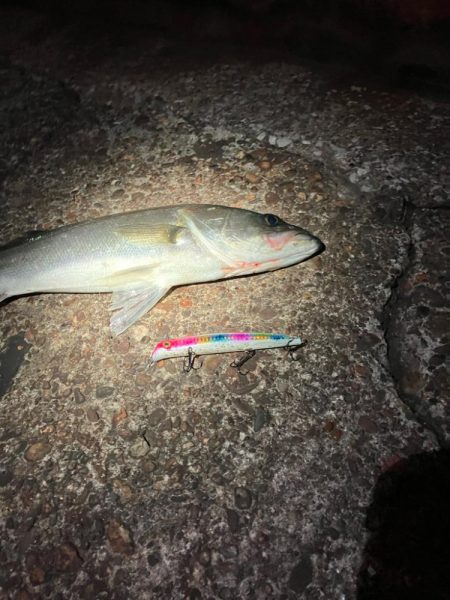 中華製ミノー絶好調！