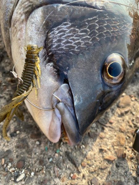 また冷えて来ました