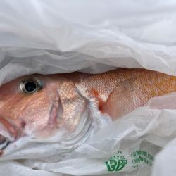 本命はシロアマダイでしたが