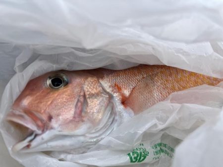 本命はシロアマダイでしたが