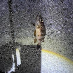 カサゴとアジとメバル‼️