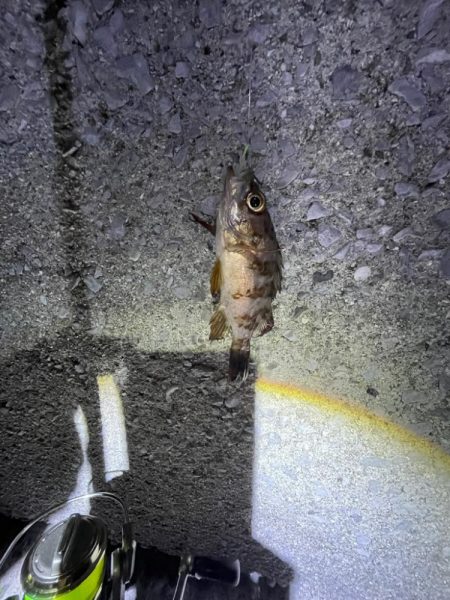 カサゴとアジとメバル‼️