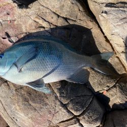 勝浦磯グレ