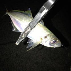 ヤリイカからの鯵