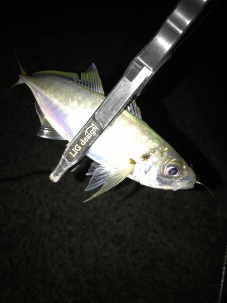 ヤリイカからの鯵