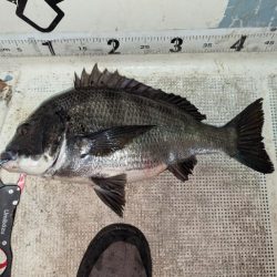 ボートチヌジギング