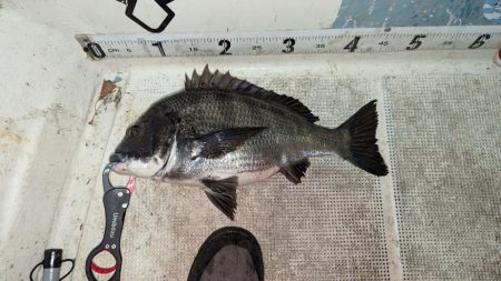 ボートチヌジギング