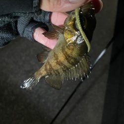 可愛いめばちゃん❤️