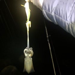 【みなべエリア】アオリイカ